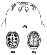 Figs. 282, 283, 284.
Steatoda
marmorata.