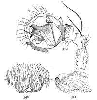 Figs. 339, 340, 341. Linyphia nebulosa.—339,
palpus of male. 340, epigynum from below.
341, epigynum from the right side.