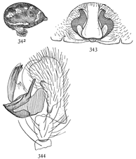 Figs. 342, 343, 344. Linyphia
minuta.—342, side
of abdomen of female.
343, epigynum. 344, end
of palpus of male.