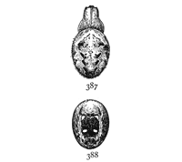 Figs. 387, 388. Epeira
nordmanni.—Upper
and under markings
of female enlarged
twice.