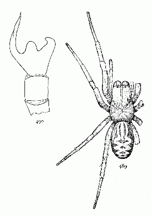 Figs. 489, 490. Amaurobius sylvestris.—489,
female enlarged four
times. 490, male palpus without
the terminal joint to show the
processes of the tibia.