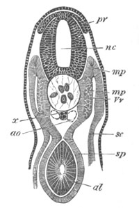 Illustration: Figure 21