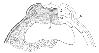 Illustration: Figure 72