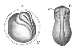 Illustration: Figure 77