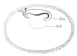 Illustration: Figure 168