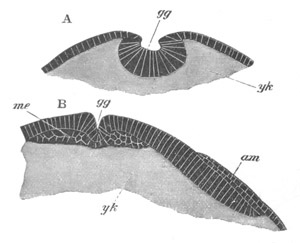 Illustration: Figure 207