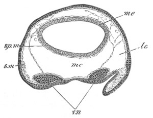 Illustration: Figure 241