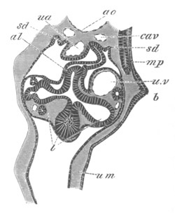 Illustration: Figure 343