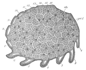 Illustration: Figure 350