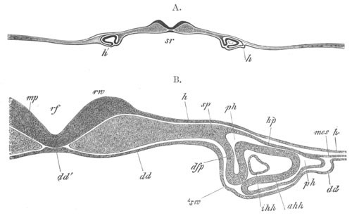 Illustration: Figure 358