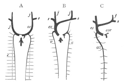 Illustration: Figure 373