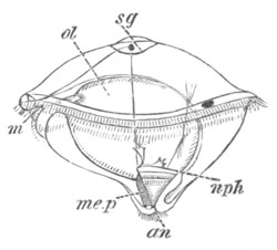 Illustration: Figure 383