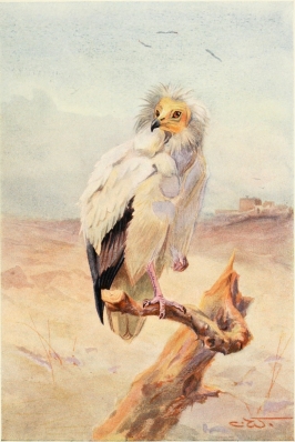 EGYPTIAN VULTURE