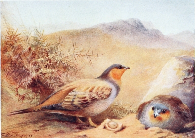 SAND-GROUSE