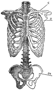 FRONT VIEW OF TRUNK AND LIMB ARCHES

c, collar bone; s, shoulder blade; Oc, innominate bone (From
Martin’s “Human Body”)