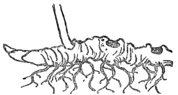 FIG. 6.—ROOTSTOCK OF SOLOMON’S SEAL

The figure shows roots and bud scars together with the ascending stem of
the year’s growth.