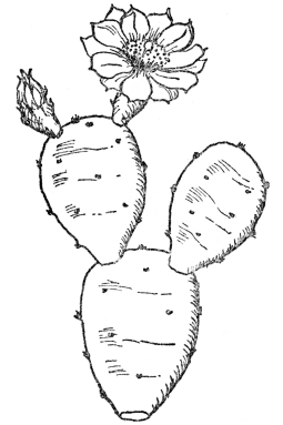 FIG. 10.—COMMON PRICKLY PEAR CACTUS (Opuntia Opuntia)

Native along the Atlantic Coast. The green joints of the stem function
as leaves and store water.