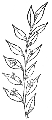 FIG. 11.—BUTCHER’S-BROOM

(Ruscus aculeatus)

Note leaflike stems with flowers arising from the center.