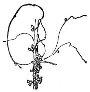 FIG. 68.—THE DODDER

A leafless parasitic vine which steals its food from the plants to which
it is attached.