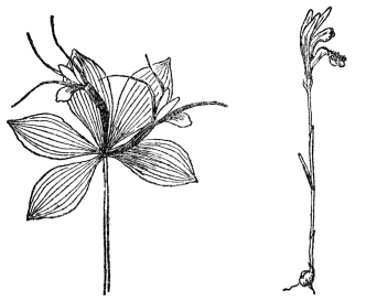 FIG. 91.—WHORLED POGONIA
(Isotria verticillata)
FIG. 92.—ARETHUSA
(Arethusa bulbosa)
Fig. 91. Whorled pogonia. A woodland orchid with the leaves and flowers
whorled at the apex of the stem. Fig. 92. Arethusa. The most beautiful
of our bog orchids, with a fringed lip and pinkish-purple flowers which
bloom about Decoration Day. Note the highly irregular flowers in this
and Figs. 89-91.