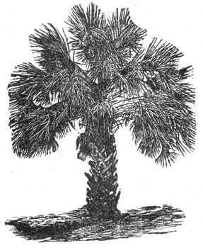 palm tree