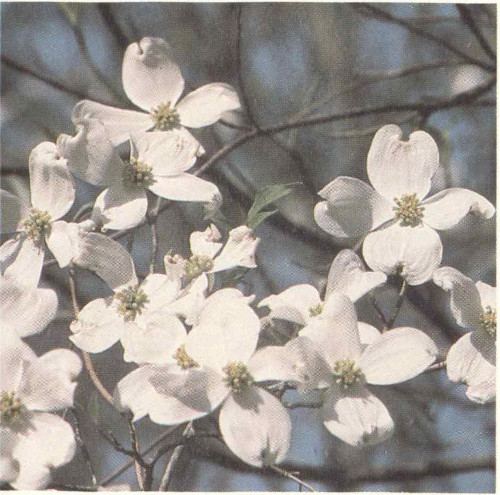 Dogwood in bloom