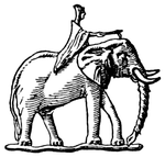 elephant