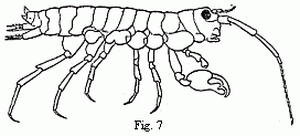 Fig. 7. Orchestia Darwinii, n. sp. male.