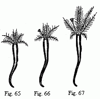 (Figs. 65 to 67. Young Tubicolar worms, magnified with the simple lens: 65. Without operculum, Protula-stage. 66. With a barbate opercular peduncle, Filograna-stage; With a naked opercular peduncle, Serpula-stage.