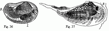 Fig. 36. Embryo of Ligia in the egg, magnified. D. yelk; L. liver. Fig. 37. Maggot-like larva of Ligia, magnified. R remains of the egg-membrane. We see on the lower surface, from before backwards:--the anterior and posterior antennæ, the mandibles, the anterior and posterior maxillæ, maxillipedes, six ambulatory feet, the last segment of the middle-body destitute of appendages, five abdominal feet, and the caudal feet.