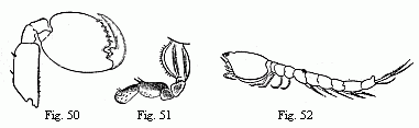 Fig. 50. Foot of the second pair ('second pair of gnathopoda') of the male of Orchestia Tucurauna, magnified. Fig. 51. Foot of the second pair ('second pair of gnathopoda') of the female of Orchestia Tucurauna, magnified. Fig. 52. Male of a Bodotria, magnified. Note the long inferior antennæ, which are closely applied to the body, and of which the apex is visible beneath the caudal appendages.