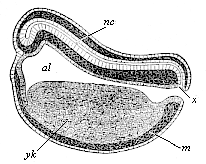 Fig.125. Longitudinal
section of the chordula of a frog.