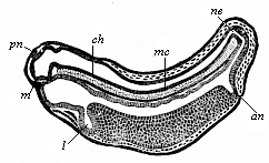 Fig.126. Longitudinal
section of a frog-embryo.