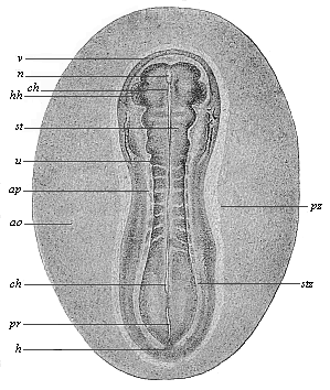 Fig.135. Sandal-shaped embryonic
shield of an opossum.