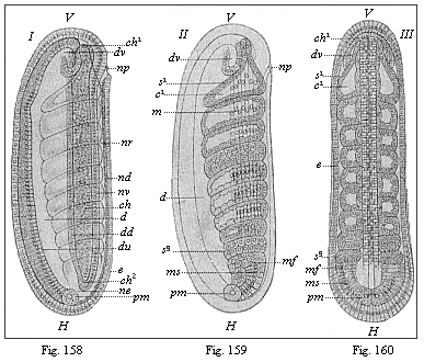 Figs. 158-160. Embryo of the
amphioxus, twenty four hours old, with eight somites.