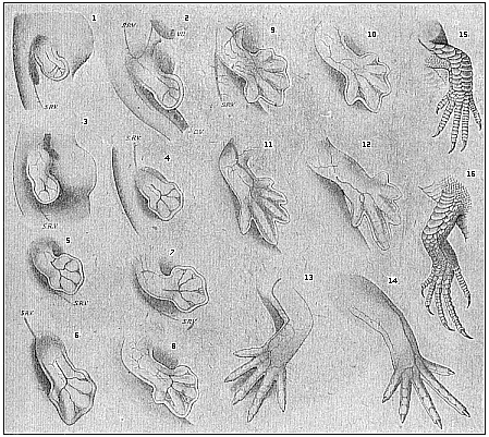 Fig.174. Development
of the lizard’s legs.