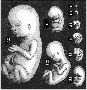 Fig.179. Human embryos from the
second to the fifteenth week, seen from the left.