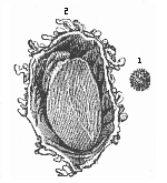 Human ovum of twelve to thirteen days.