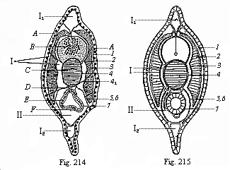 Fig.214. Transverse section of a
young Amphioxus, immediately after metamorphosis. Fig. 215. Diagram of
preceding.