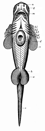 Fig.249. Embryo of a
shark (Scymnus lichia), seen from the ventral side.