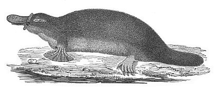 Fig. 269. The
Ornithorhyncus or Duck-mole. (Ornithorhyncus paradoxus).