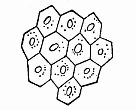 Fig.285. Epidermic cells
of a human embryo of two months.