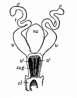 Fig.399. Female sexual
organs of a Monotreme (Ornithorhynchus, Fig. 269).