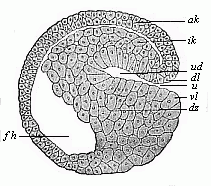 Fig. 47 Sagittal section of a
hooded-embryo (depula) of triton.