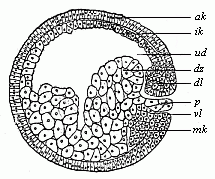 Fig. 48 Sagittal section of the
gastrula of the water-salamander.