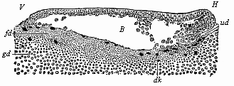 Fig.56. Longitudinal section of the blastula of
a shark (Pristiurus) at the beginning of gastrulation.