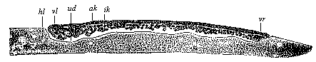 Fig.61. Longitudinal section
of the discoid gastrula of the nightingale.