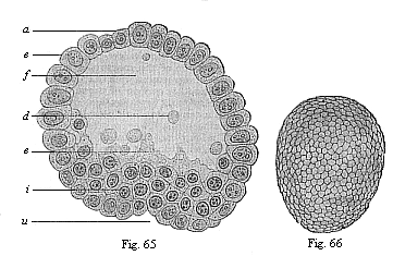 Fig.65. Blastula of the opossum
(Didelphys) at the beginning of gastrulation. Fig. 66. Oval gastrula of the
opossum (Didelphys), about eight hours old.