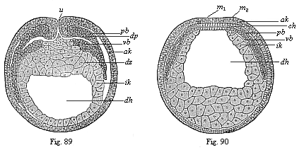 Figs. 89 and 90. Transverse section of coelomula
embryos of triton.