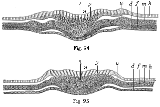 Transverse section of the primitive
streak (primitive mouth) of the chick.